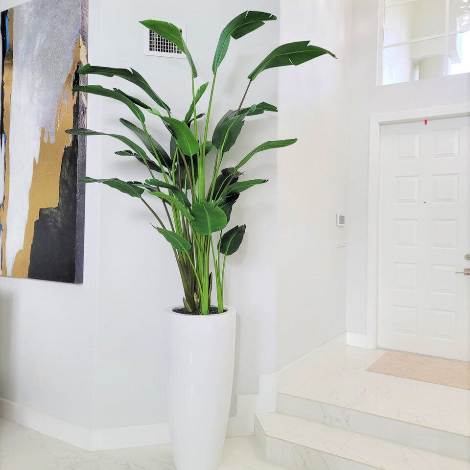 Groß Dax macetero en brillante blanco en el 9 Ft Paradiesvogelblume