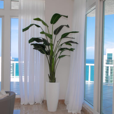 Xl Dax macetero en el 9 Ft Paradiesvogelblume