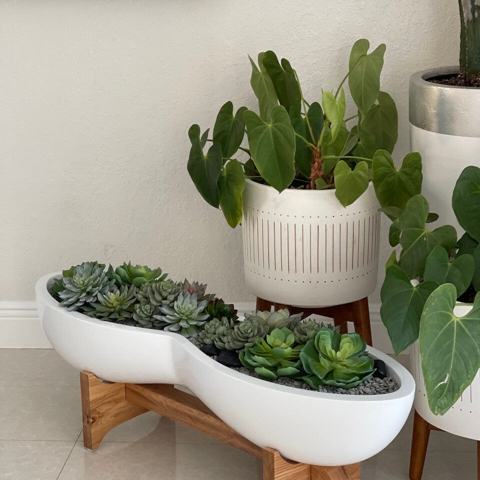 Sukkulente planta artificial