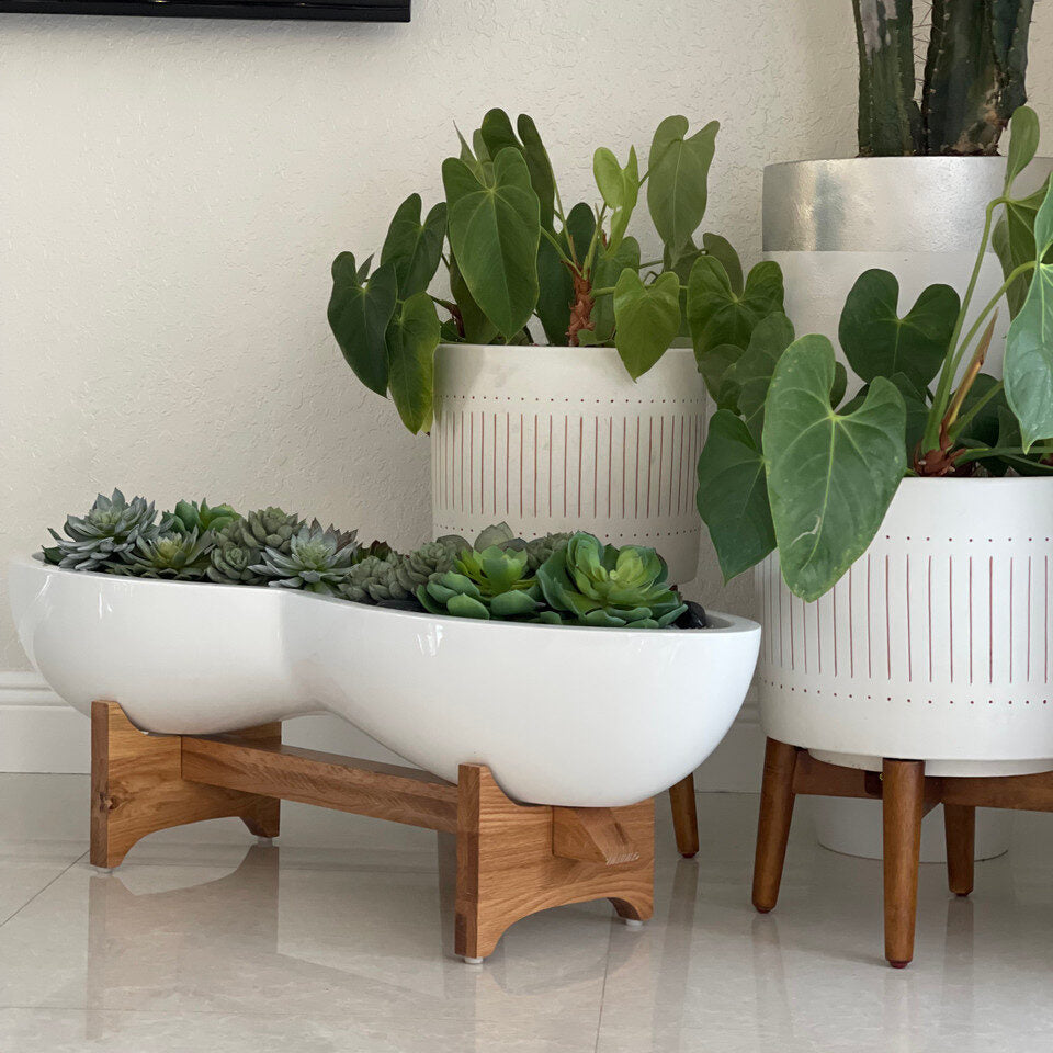 Sukkulente planta artificial