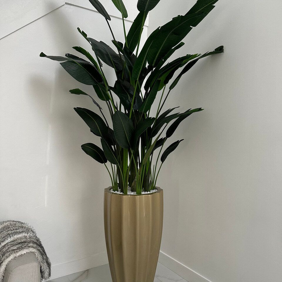 Birds Of Paradise en el San Jose Macetero estriado en Champagne