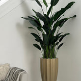 Birds Of Paradise en el San Jose Macetero estriado en Champagne