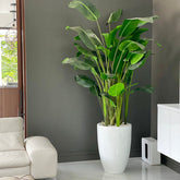 XL Bird of Paradise y XL Ben blanco fibra de vidrio en el macetero