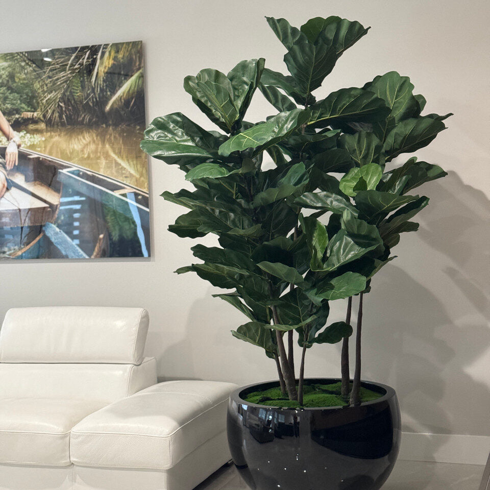 árbol de hoja de violín en el negro Terragona macetero