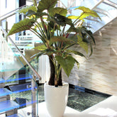 rojo Prince Alocasia en Ben Xl brillante blanco en el macetero