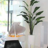 Xl Dax macetero en el 9 Ft Paradiesvogelblume