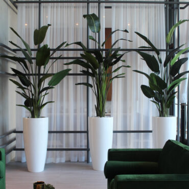 Xl Dax macetero en el 9 Ft Paradiesvogelblume