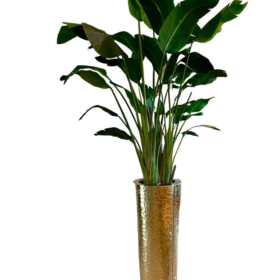 Flor ave del paraíso en el macetero Gold Hammered