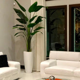 Groß Dax macetero en brillante blanco en el 9 Ft Paradiesvogelblume