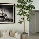 Shady Lady Tree en el Parthenon macetero