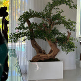 Bonsai planta artificial