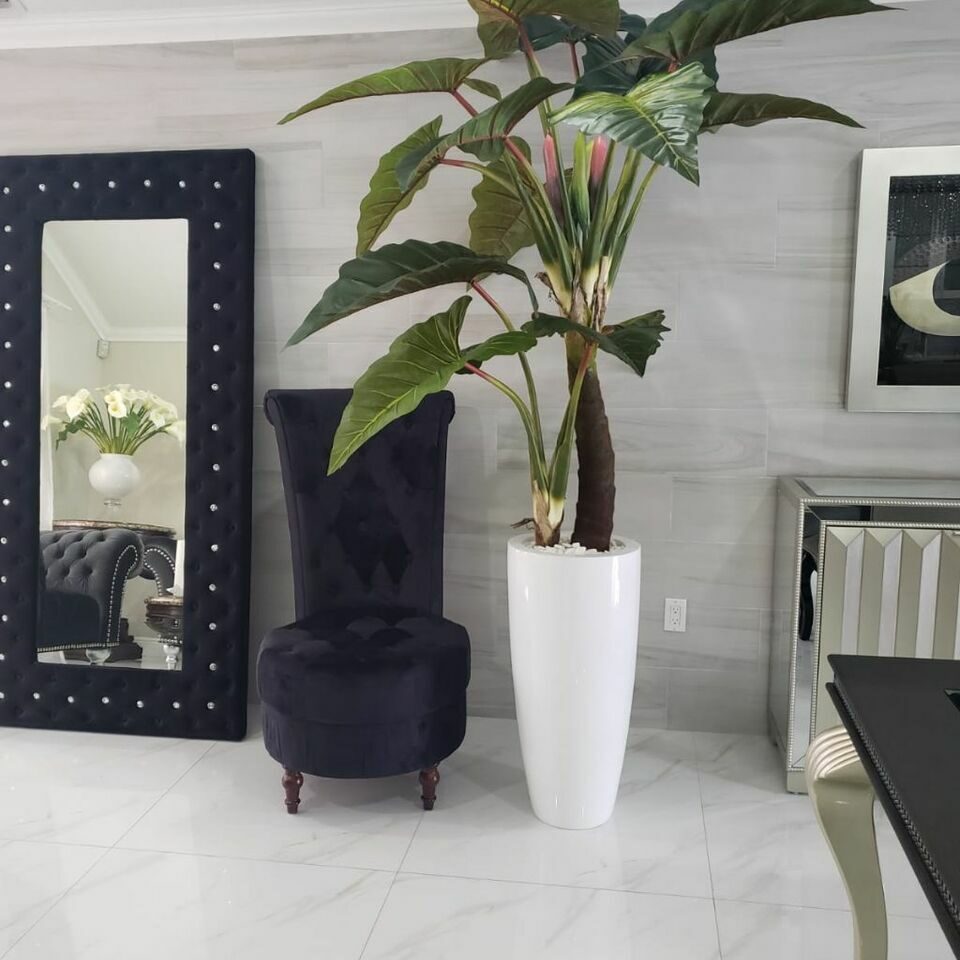 rojo Prince Alocasia en Dax L brillante blanco en el macetero