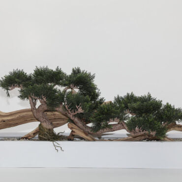 Bonsai planta artificial