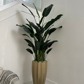 Birds Of Paradise en el San Jose Macetero estriado en Champagne