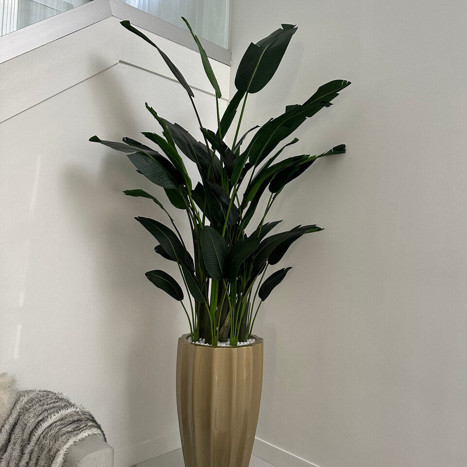 Birds Of Paradise en el San Jose Macetero estriado en Champagne