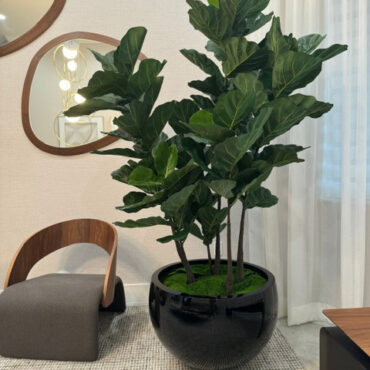 árbol de hoja de violín en el negro Terragona macetero