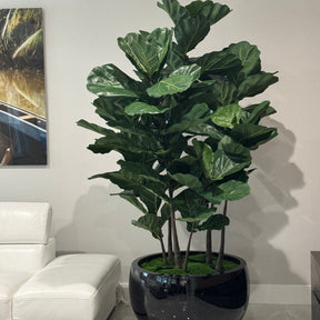 árbol de hoja de violín en el negro Terragona macetero