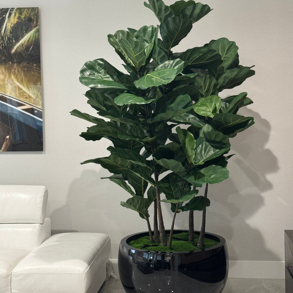 árbol de hoja de violín en el negro Terragona macetero