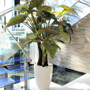 rojo Prince Alocasia en Ben Xl brillante blanco en el macetero