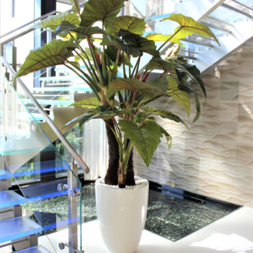 rojo Prince Alocasia en Ben Xl brillante blanco en el macetero