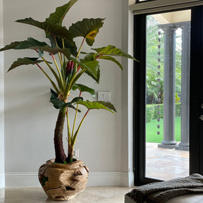 Alocasia artificial en cuenco de teca de gran tamaño