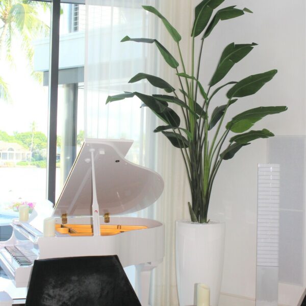 Xl Dax macetero en el 9 Ft Paradiesvogelblume