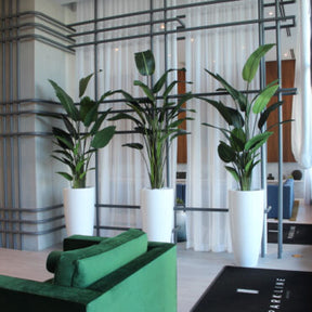 Xl Dax macetero en el 9 Ft Paradiesvogelblume