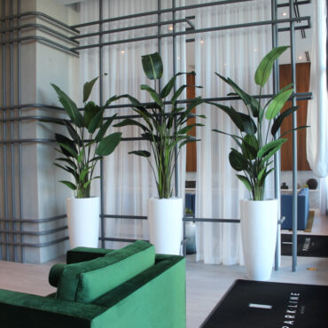 Xl Dax macetero en el 9 Ft Paradiesvogelblume