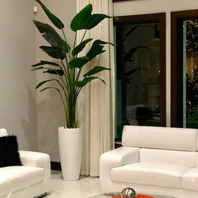 Groß Dax macetero en brillante blanco en el 9 Ft Paradiesvogelblume