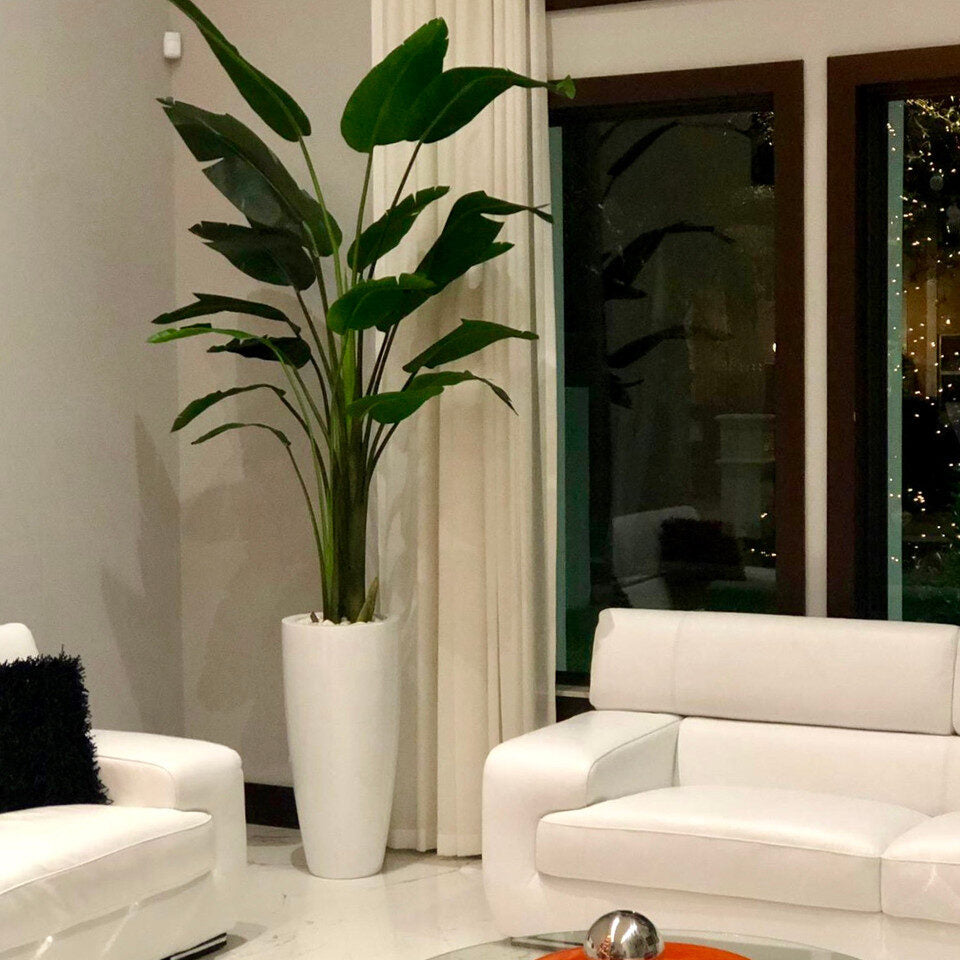 Groß Dax macetero en brillante blanco en el 9 Ft Paradiesvogelblume