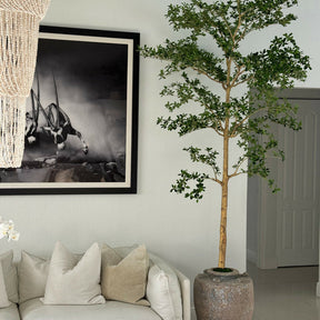 Shady Lady Tree en el Parthenon macetero