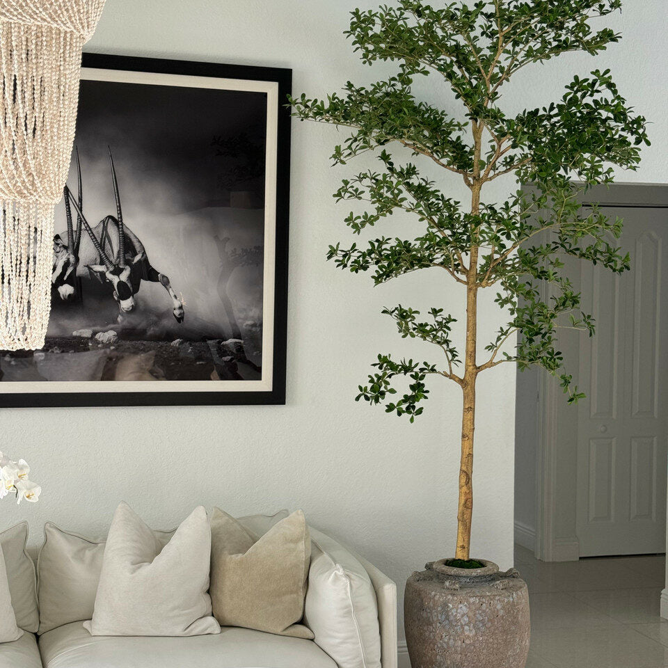 Shady Lady Tree en el Parthenon macetero